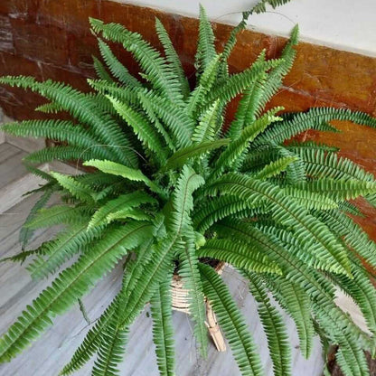 Boston Fern plant