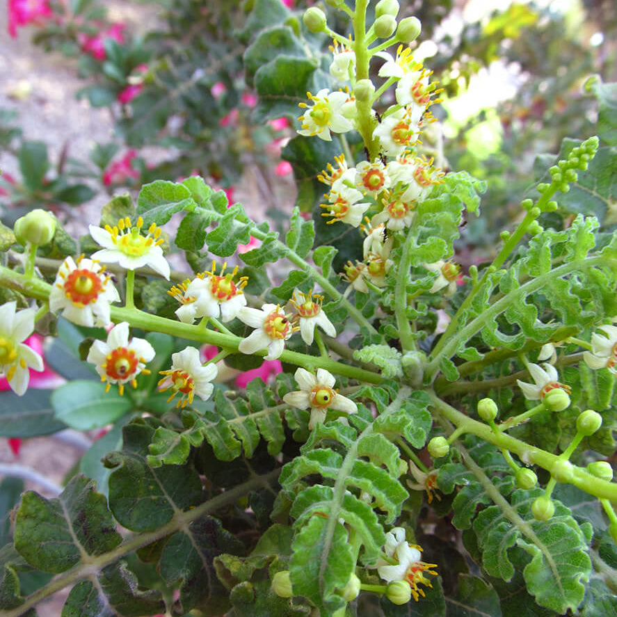 Boswellia Sacra plant