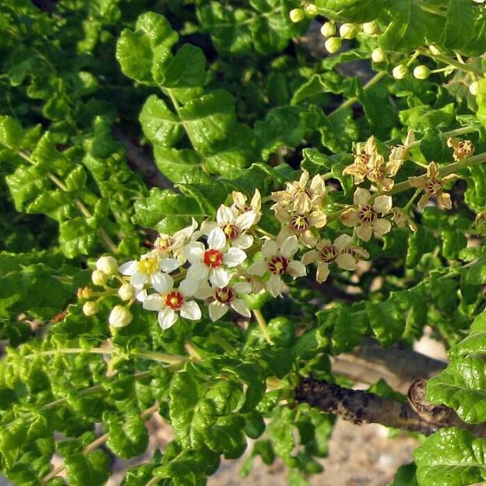 Boswellia Sacra plant