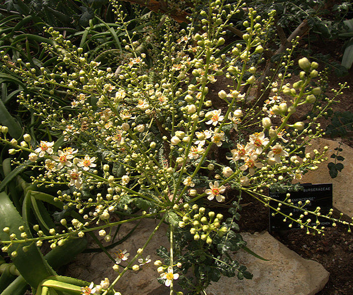 Boswellia Sacra plant