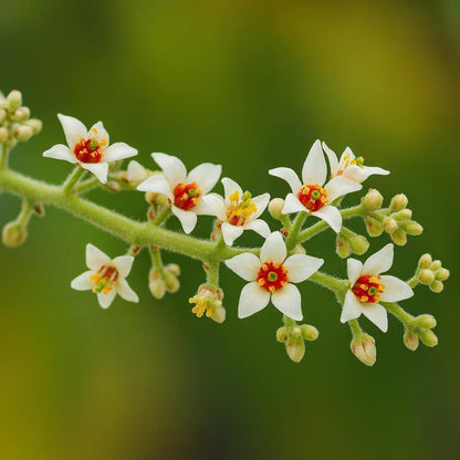 Boswellia Sacra plant
