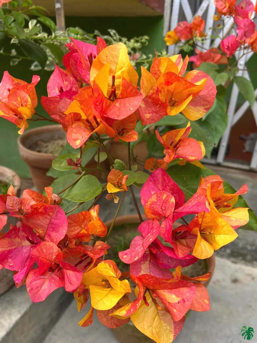 Pink Yellow flower seeds