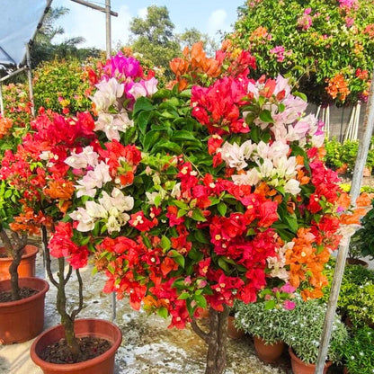 Bougainvillea flower seeds