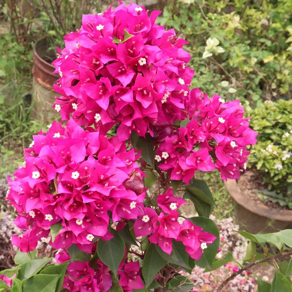 Pink Bougainvillea flower seeds