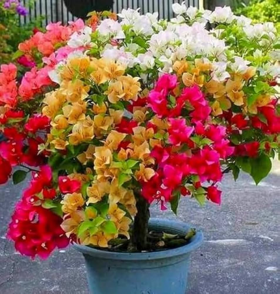 Bougainvillea flower seeds