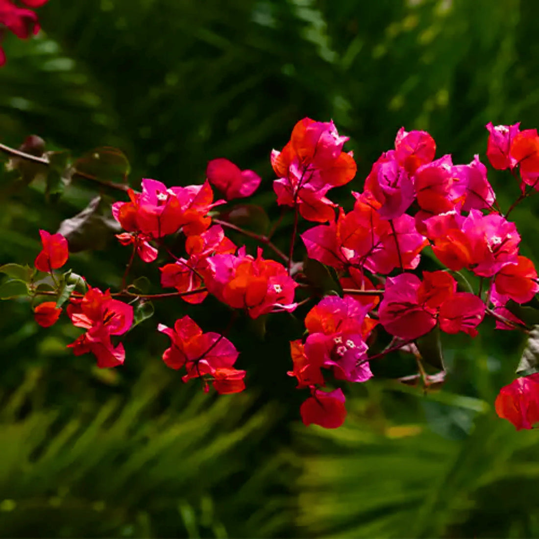 Bougainvillea flower seeds