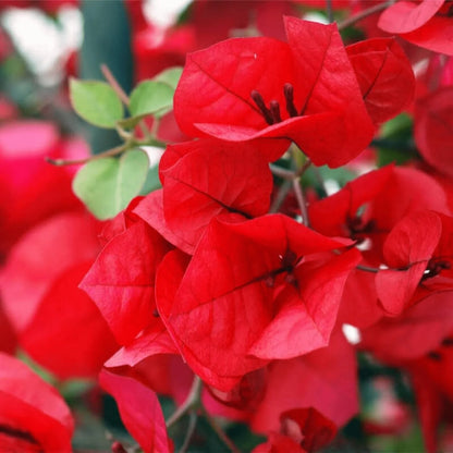 Red Bougainvillea flower seeds