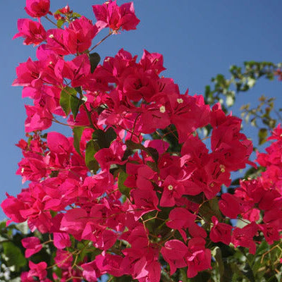 Barbara Karst Bougainvillea plant
