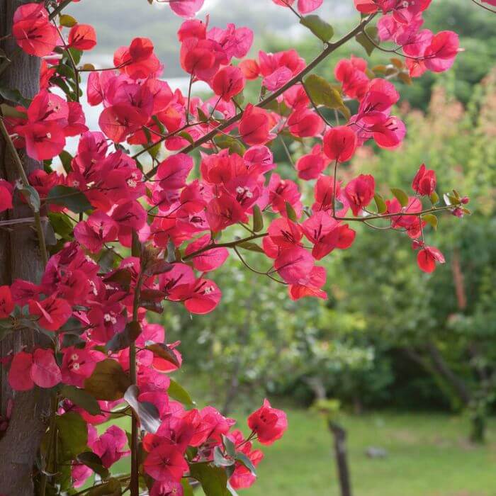 Barbara Karst Bougainvillea plant