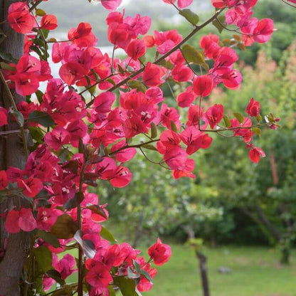 Barbara Karst Bougainvillea plant