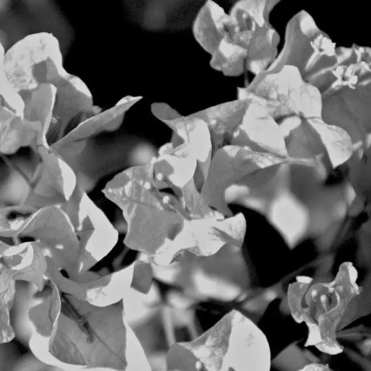 Black Bougainvillea plant
