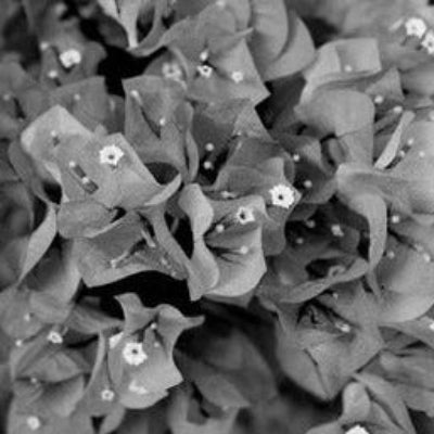 Black Bougainvillea plant