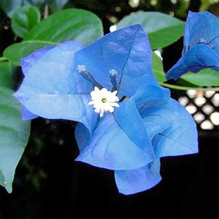 Blue Spectabilis Bougainvillea plant