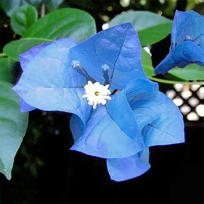 Blue Spectabilis Bougainvillea plant