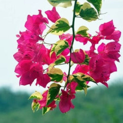 Dark Pink Bougainvillea plant