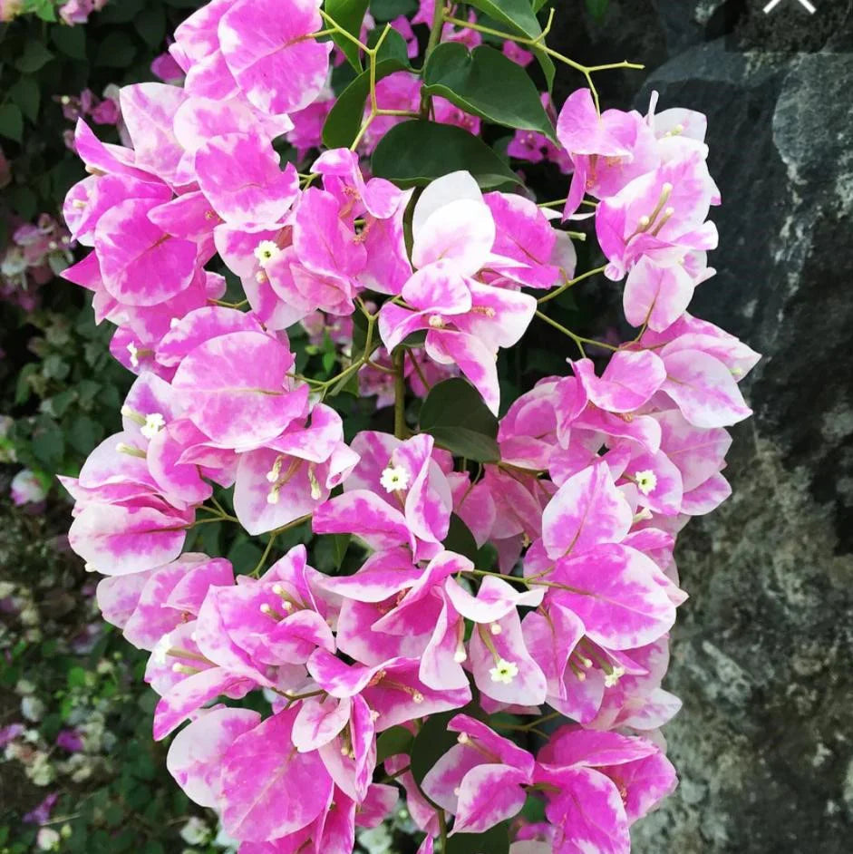 Light Pink flower seeds