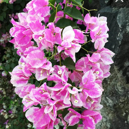 Cherry Blossom Bougainvillea plant