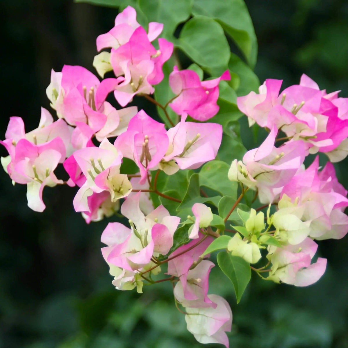 Cherry Blossom Bougainvillea plant