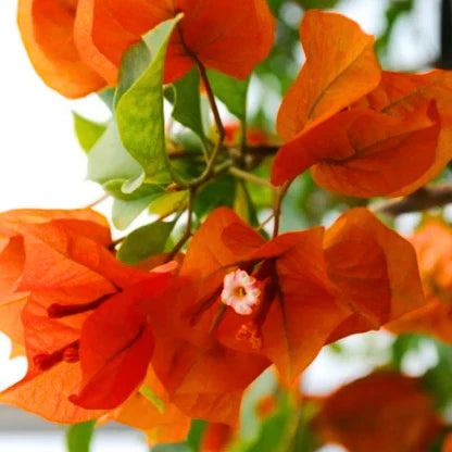 Orange Pink flower seeds