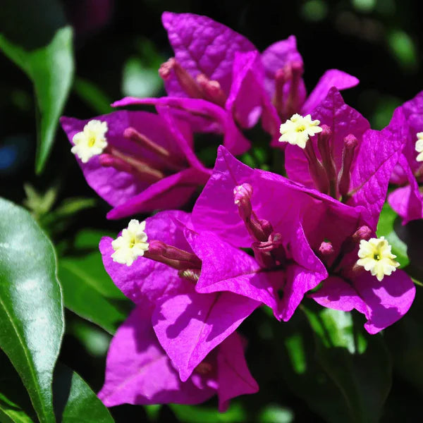Purple Bougainvillea flower seeds
