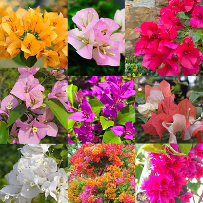 Bougainvillea plant