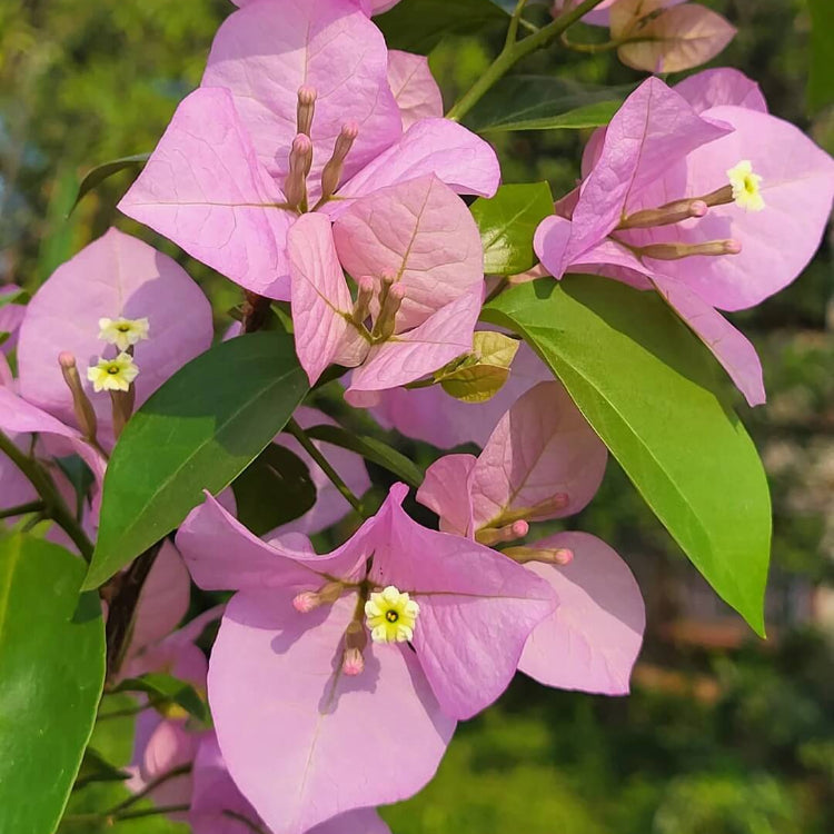 Bougainvillea plant