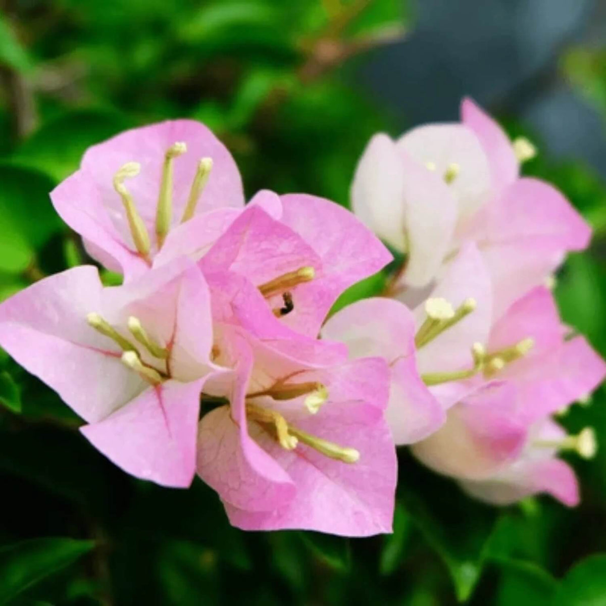 Bougainvillea plant