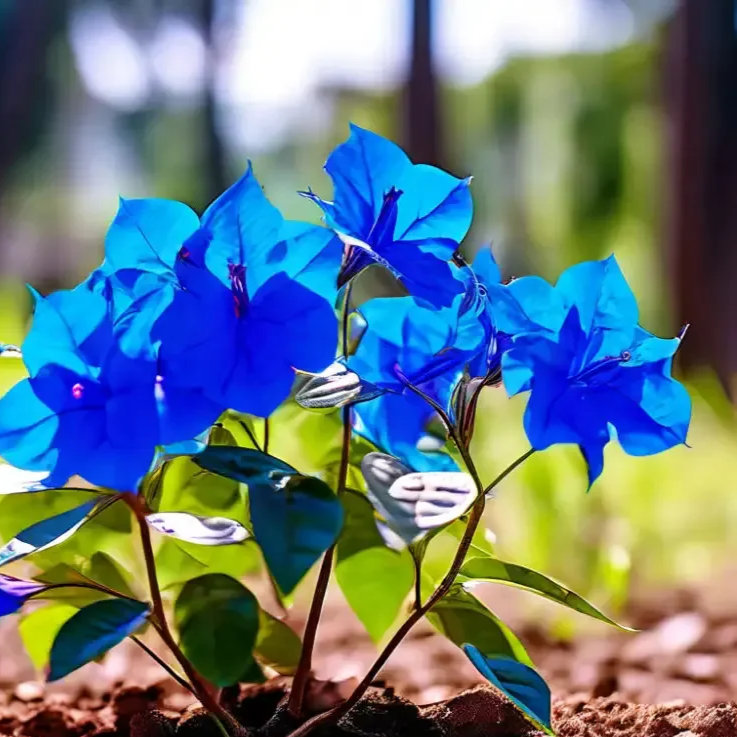 Balcony Blue Bougainvillea plant