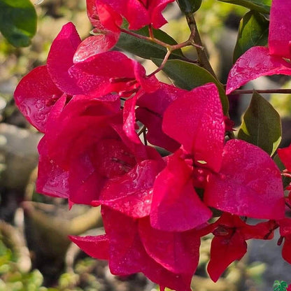 Barbara Karst Bougainvillea plant