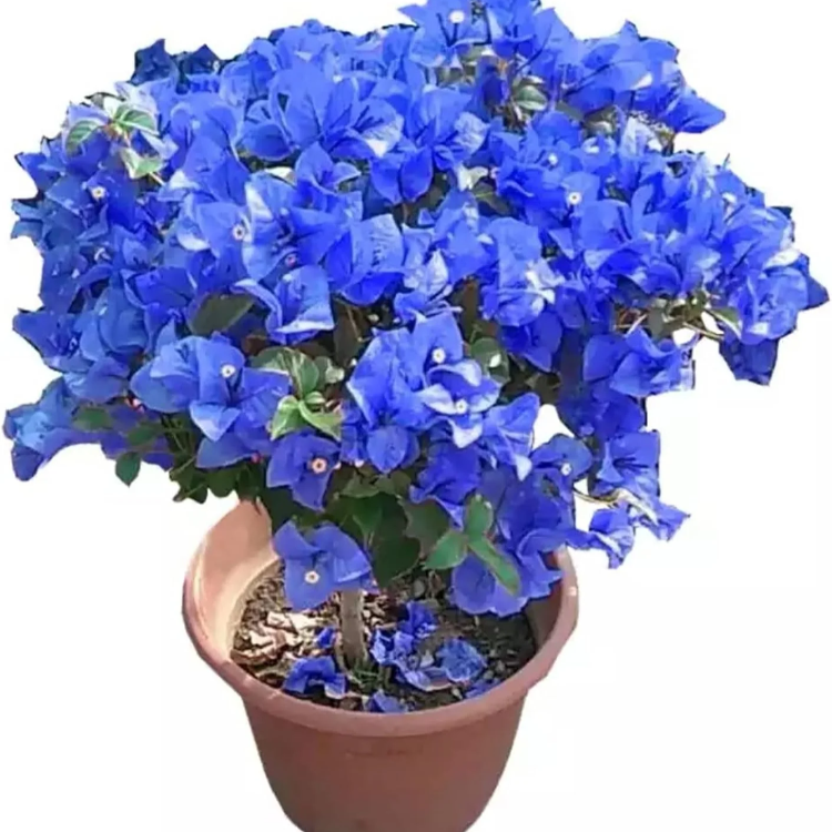 Blue Spectabilis Bougainvillea plant