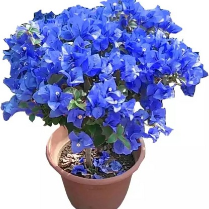 Blue Spectabilis Bougainvillea plant