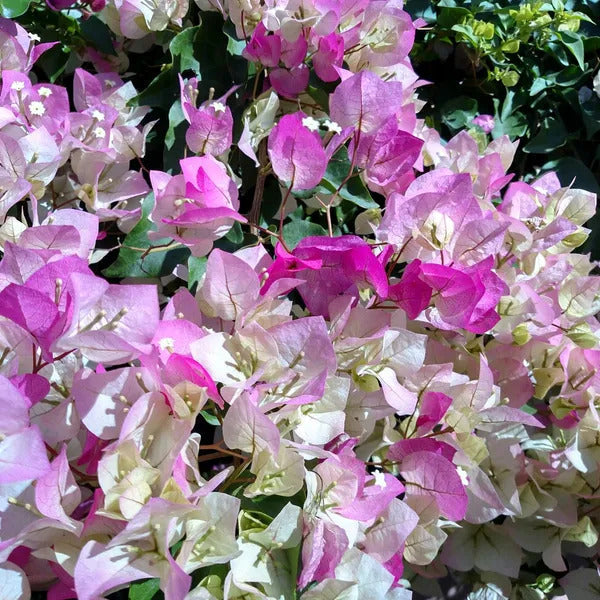 Cherry Blossom Bougainvillea plant
