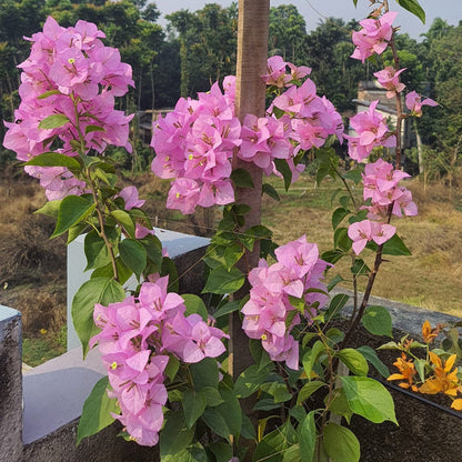 Pink Bougainvillea plant