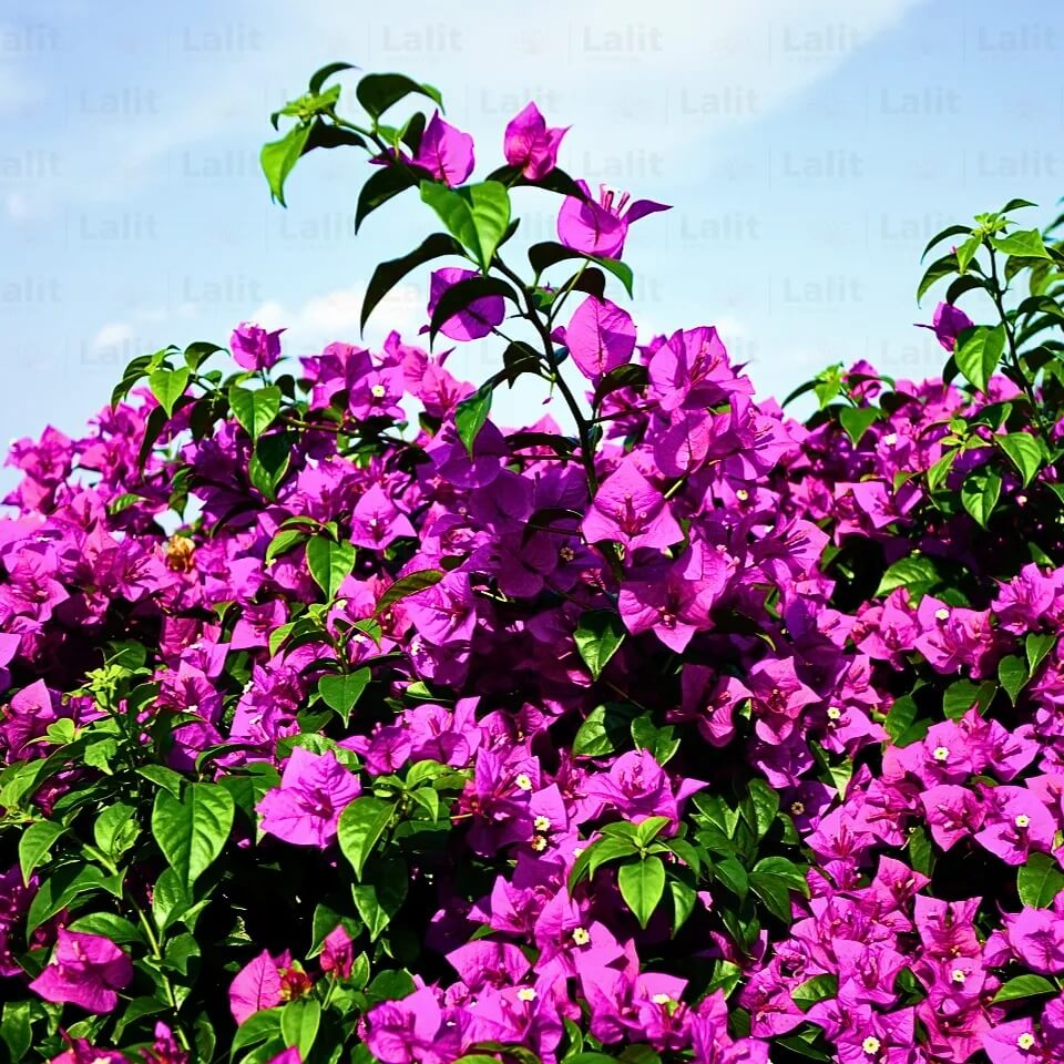 Bougainvillea Spectabilis plant