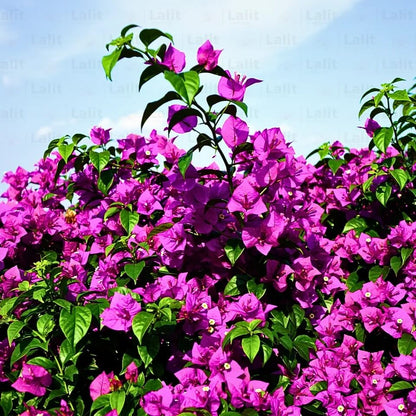 Bougainvillea Spectabilis plant