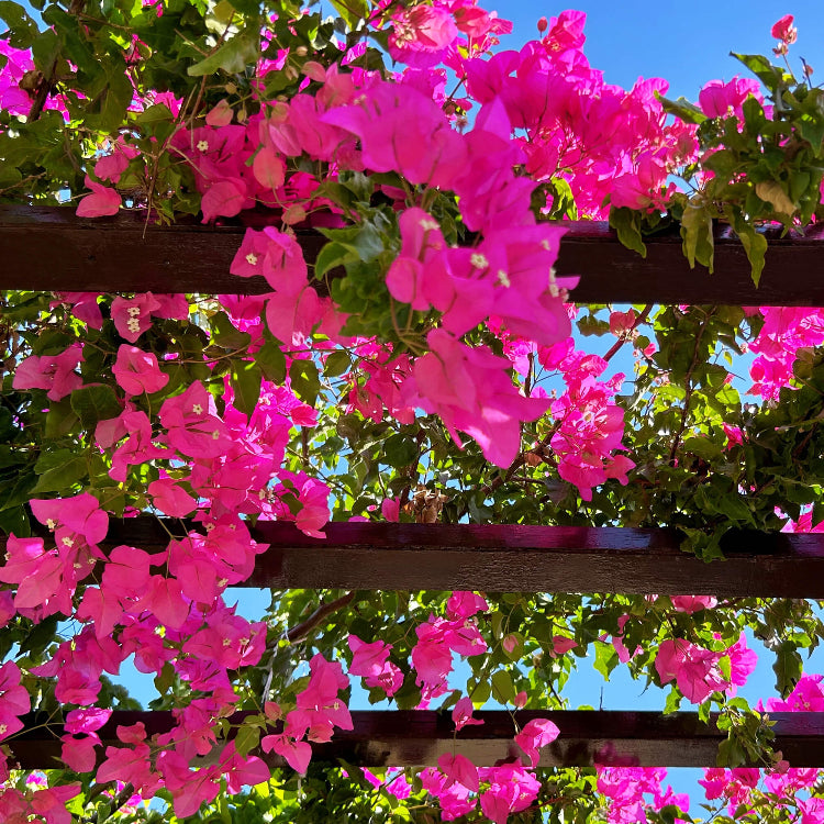Bougainvillea Spectabilis plant