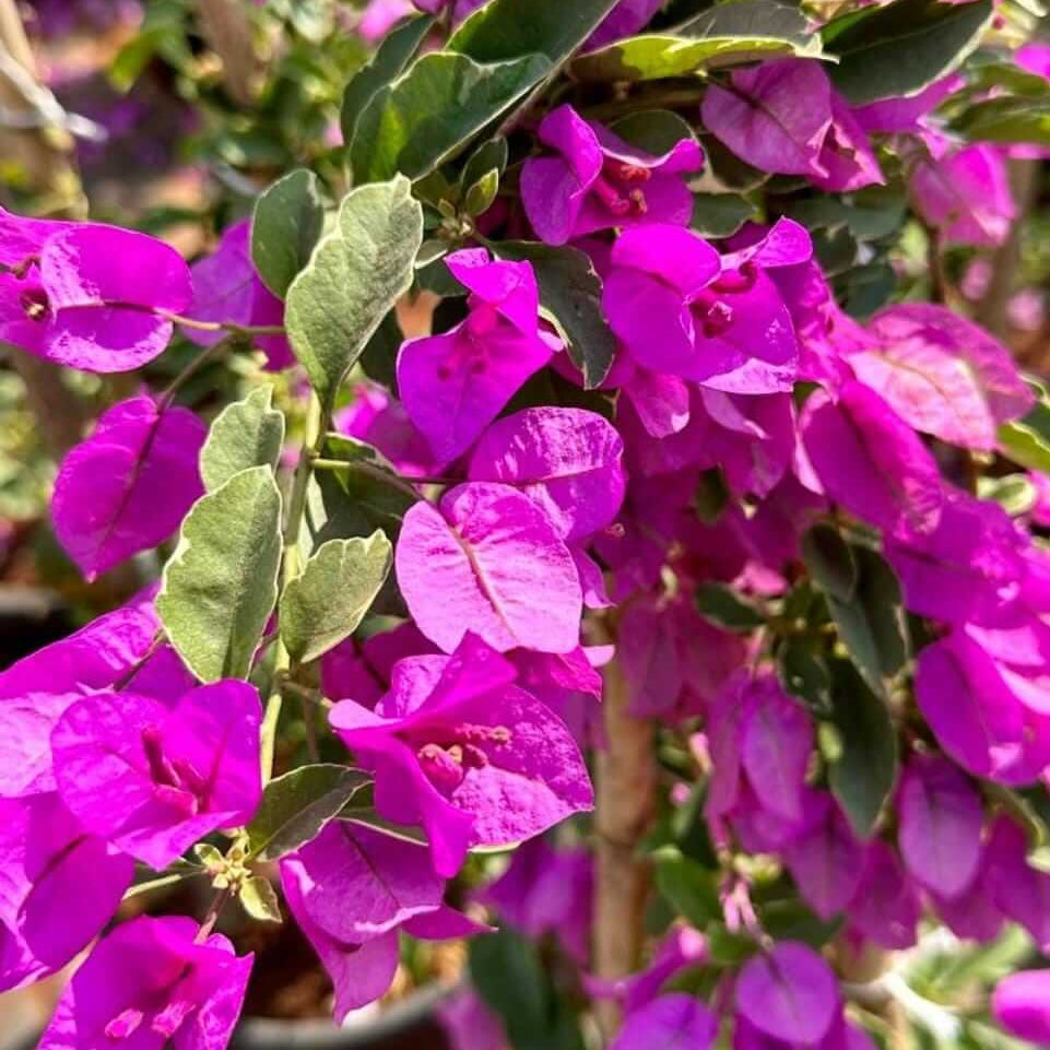 Bougainvillea Spectabilis plant