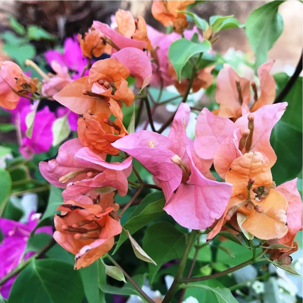 Bougainvillea Spectabilis plant