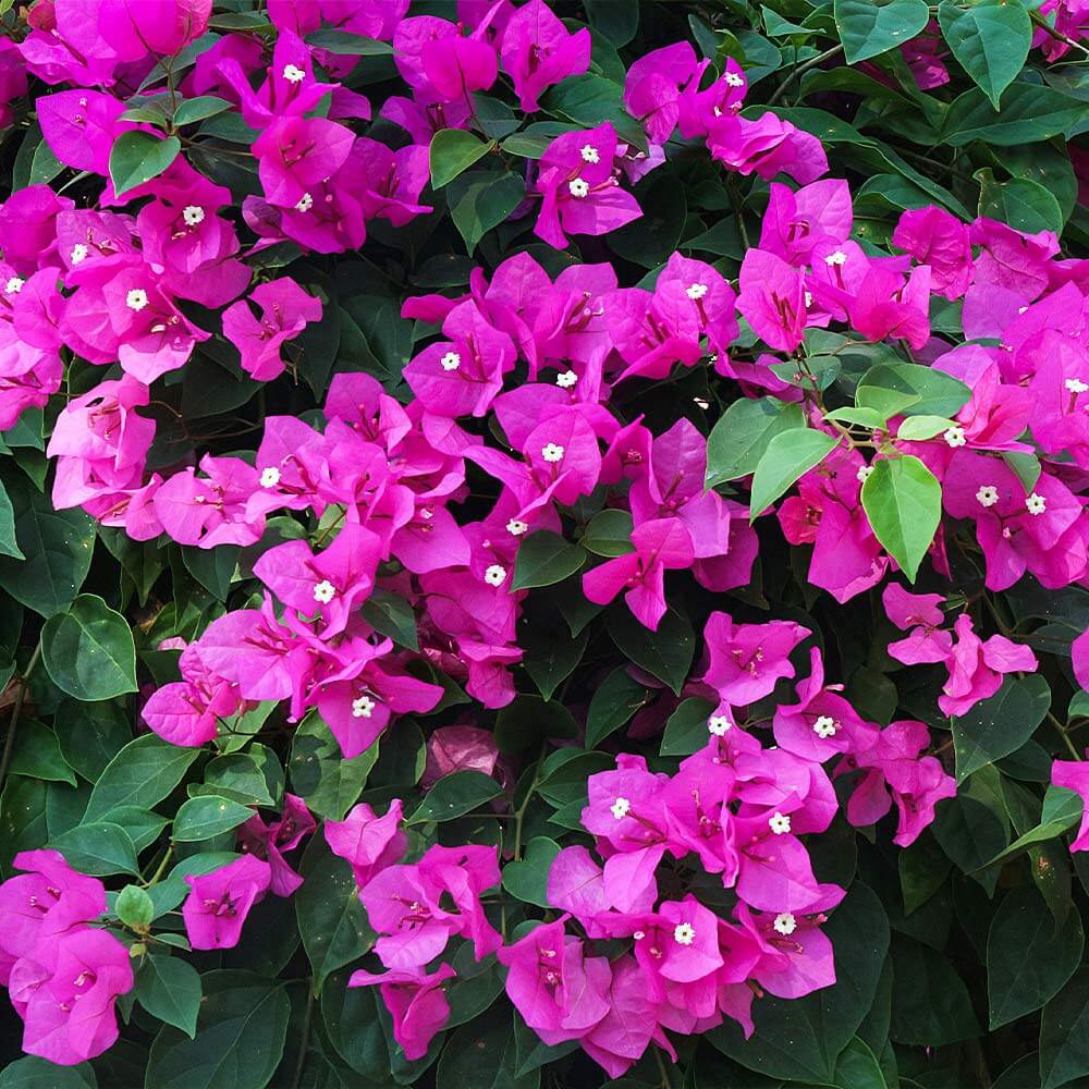 Bougainvillea Spectabilis plant