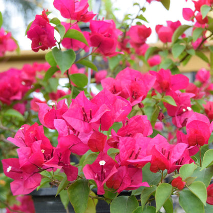 Bougainvillea Vine plant