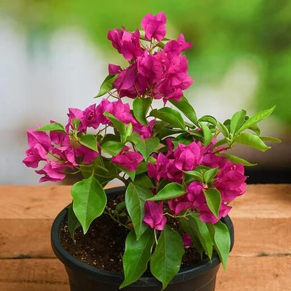 Bougainvillea Vine plant