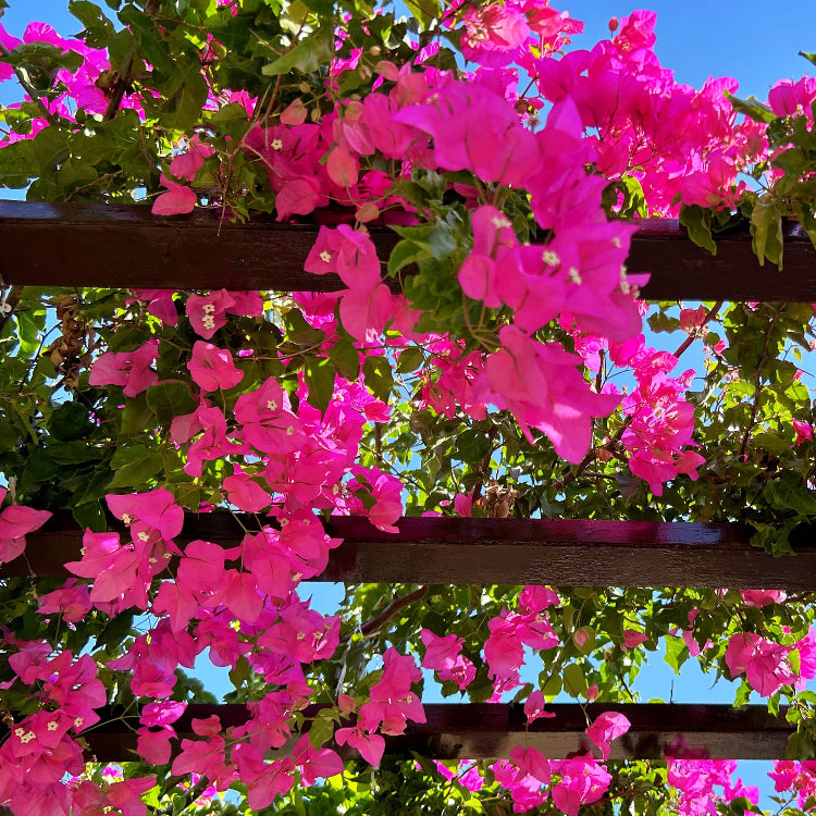 Bougainvillea Vine plant
