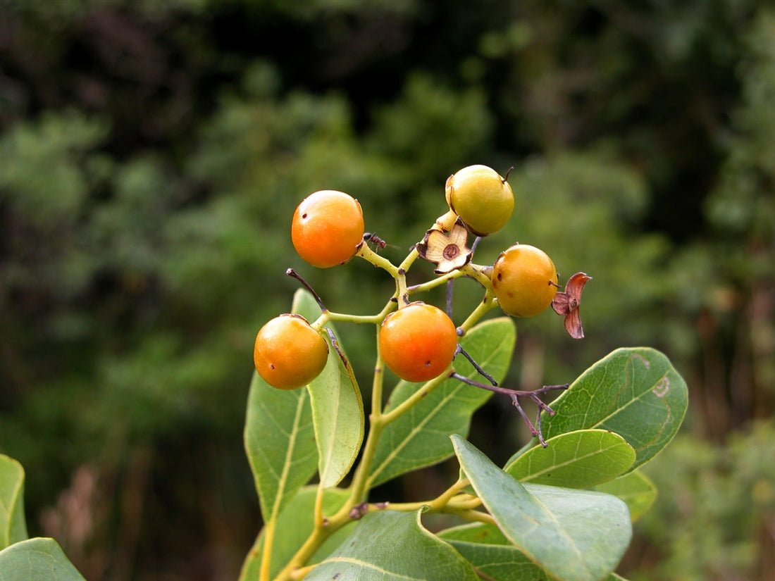 Bourreria Cassinifolia flower seeds