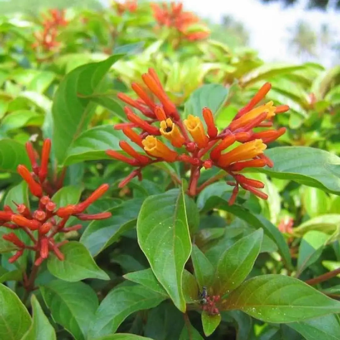 Pink Firebush flower seeds