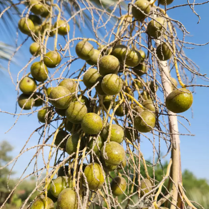 Palm Brahea Armata plant