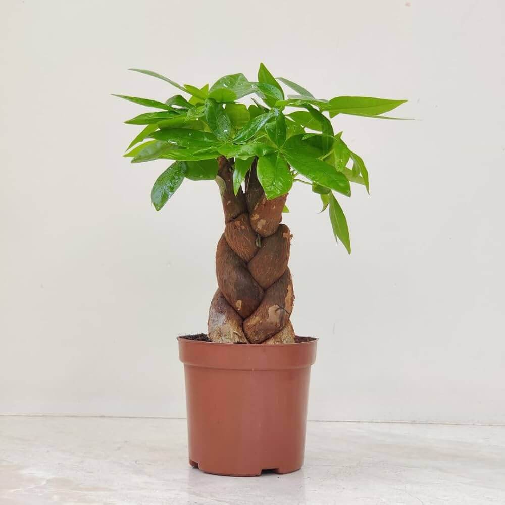 Braided Money Tree plant