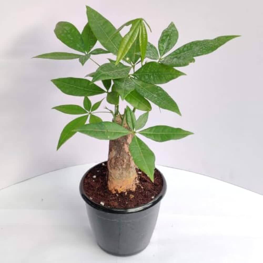 Braided Money Tree plant