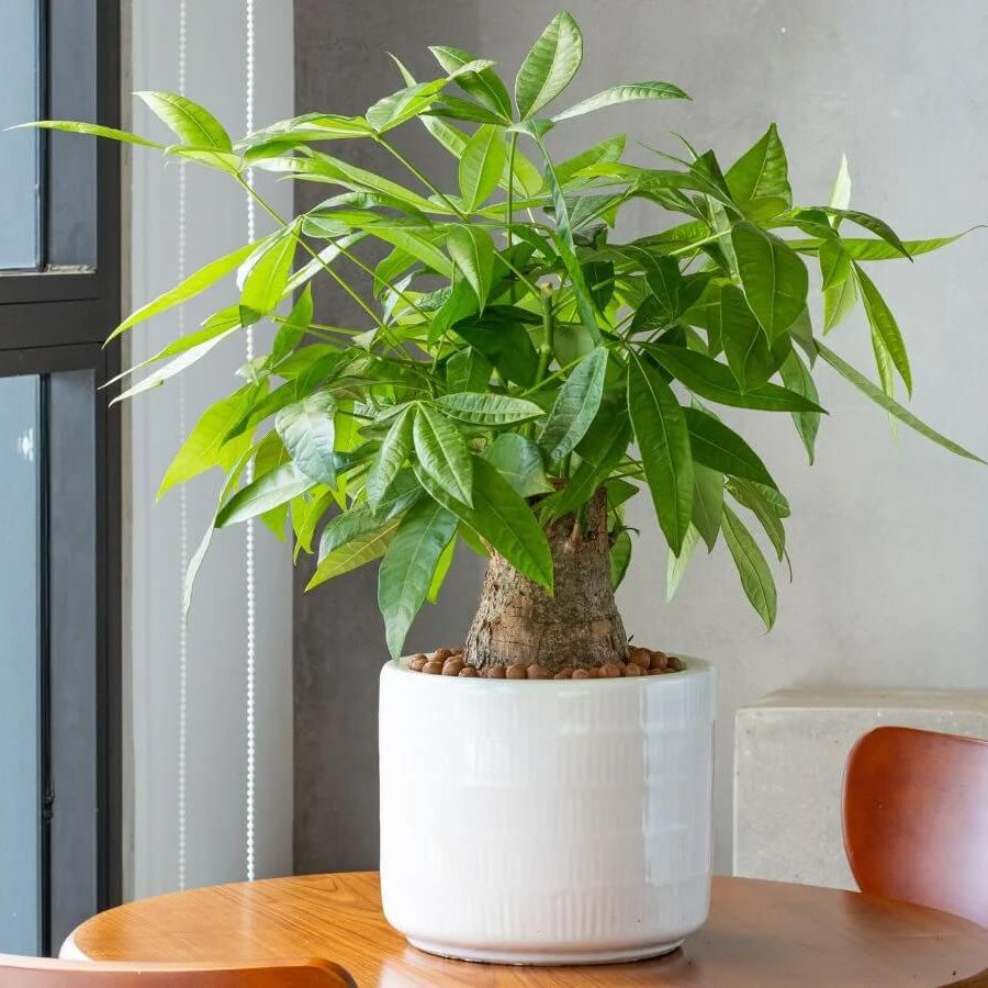 Braided Money Tree plant