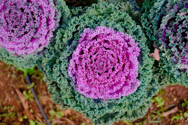 Kales Brassica flower seeds