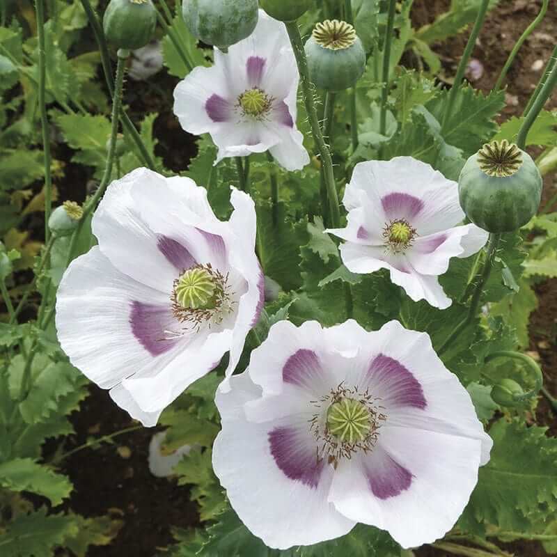 Breadseed Poppy plant